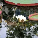 thema flora, Victoria amazonica, Hortus Amsterdam